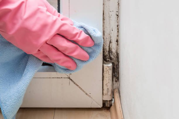 Mold Remediation for Rental Properties in Stockton, MO